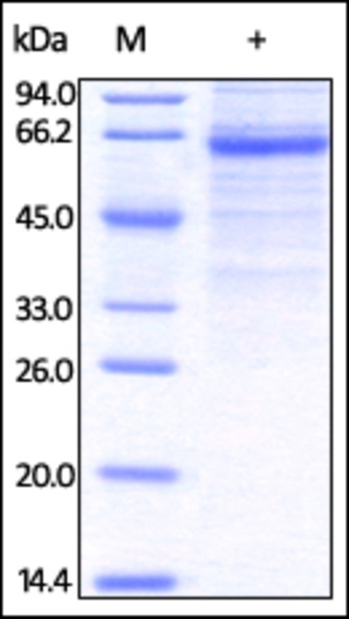 CLEC4G Recombinant Protein