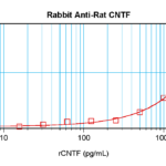 To detect Rat CNTF by sandwich ELISA (using 100 ul/well antibody solution) a concentration of 0.5 - 2.0 ug/ml of this antibody is required. This antigen affinity purified antibody, in conjunction with ProSci’s Biotinylated Anti-Rat CNTF (XP-5114Bt) as a detection antibody, allows the detection of at least 0.2 - 0.4 ng/well of recombinant Rat CNTF.
