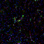 This antibody stained colchicine injected rat brain (including the globus pallidus region) tissue.  The primary antibody was incubated at 0.25 mg/ml overnight at 4C.  This was followed by a peroxidase conjugated secondary antibody and then a fluorescein Tyramide Signal Amplification (TSA) reagent. Optimal concentrations and conditions may vary.