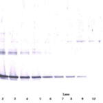 To detect Rat CNTF by Western Blot analysis this antibody can be used at a concentration of 0.1-0.2 ug/ml. Used in conjunction with compatible secondary reagents the detection limit for recombinant Rat CNTF is 1.5-3.0 ng/lane, under either reducing or non-reducing conditions.
