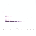 To detect hCNTF by Western Blot analysis this antibody can be used at a concentration of 0.1-0.2 ug/ml. Used in conjunction with compatible secondary reagents the detection limit for recombinant hCNTF is 1.5-3.0 ng/lane, under either reducing or non-reducing conditions.