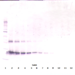 To detect Rat CNTF by Western Blot analysis this antibody can be used at a concentration of 0.1-0.2 ug/ml. Used in conjunction with compatible secondary reagents the detection limit for recombinant Rat CNTF is 1.5-3.0 ng/lane, under either reducing or non-reducing conditions.