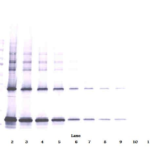 To detect Rat CNTF by Western Blot analysis this antibody can be used at a concentration of 0.1-0.2 ug/ml. Used in conjunction with compatible secondary reagents the detection limit for recombinant Rat CNTF is 1.5-3.0 ng/lane, under either reducing or non-reducing conditions.