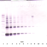 To detect Rat CNTF by Western Blot analysis this antibody can be used at a concentration of 0.1-0.2 ug/ml. Used in conjunction with compatible secondary reagents the detection limit for recombinant Rat CNTF is 1.5-3.0 ng/lane, under either reducing or non-reducing conditions.