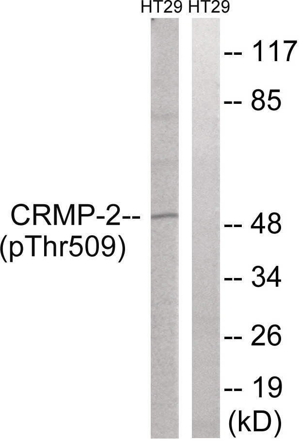 CRMP-2 (phospho Thr509) Antibody