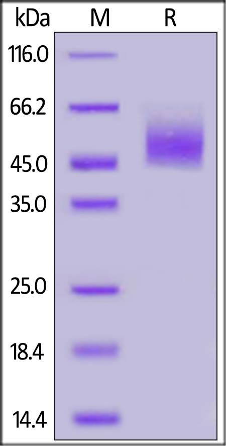 CRTAM Recombinant Protein