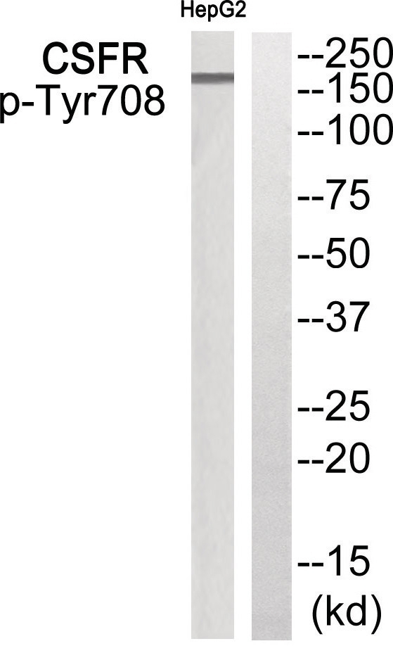 CSFR (phospho Tyr708) Antibody