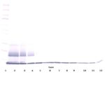 To detect Human CTACK by Western Blot analysis this antibody can be used at a concentration of 0.1 - 0.2 ug/ml. When used in conjunction with compatible secondary reagents the detection limit for recombinant Human CTACK is 1.5 - 3.0 ng/lane, under either reducing or non-reducing conditions.