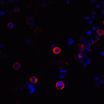 Immunofluorescence of CTLA-4 in transfected HEK293 cells with CTLA-4 antibody at 20 μg/mL. <br><br>Red: CTLA4 Antibody [1E6] (RF16011) <br> Blue: DAPI staining