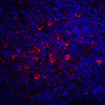 Immunofluorescence of CTLA-4 in human tonsil tissue with CTLA-4 antibody at 20 μg/mL. <br><br>Red: CTLA4 Antibody [2G10] (RF16012) <br> Blue: DAPI staining