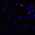 Immunofluorescence of CTLA-4 in transfected HEK293 cells with CTLA-4 antibody at 20 μg/mL. <br><br>Red: CTLA4 Antibody [2G10] (RF16012) <br> Blue: DAPI staining