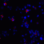 Immunofluorescence of CTLA-4 in transfected HEK293 cells with CTLA-4 antibody at 20 μg/mL. <br><br>Red: CTLA4 Antibody [8A1] (RF16013) <br> Blue: DAPI staining