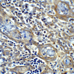 Immunohistochemistry of CTLA-4 in human tonsil tissue with CTLA-4 antibody at 5 μg/mL.