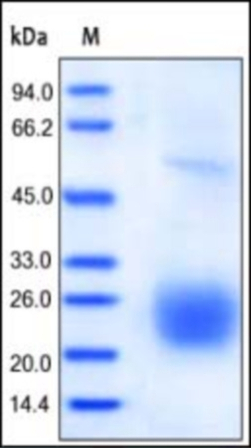 CTLA 4 Recombinant Protein