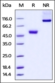 CTLA-4 Recombinant Protein