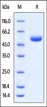 CTLA-4 Recombinant Protein