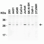 <strong>Figure 1 Western Blot Validation in Human and Mouse Cell Lines</strong><br>Loading: 15 μg of lysates per lane.Antibodies: CTRP3, 3565 (1 μg/mL), 1h incubation at RT in 5% NFDM/TBST.Secondary: Goat anti-rabbit IgG HRP conjugate at 1:10000 dilution.