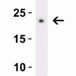 <strong>Figure 2 Western Blot Validation with Recombinant Protein</strong><br>Loading: 30 ng of human CTRP3 recombinant protein per lane.Antibodies: CTRP3, 3565 (2 μg/mL), 1h incubation at RT  in 5% NFDM/TBST.Secondary: Goat anti-rabbit IgG HRP conjugate at 1:10000 dilution.