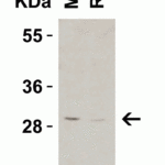 <strong>Figure 3 Western Blot Validation in Mouse and Rat Tissue Lysates</strong><br>Loading: 15 μg of lysates per lane.Antibodies: CTRP3, 3565 (1 μg/mL), 1h incubation at RT in 5% NFDM/TBST.Secondary: Goat anti-rabbit IgG HRP conjugate at 1:10000 dilution.