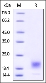CTXB Recombinant Protein