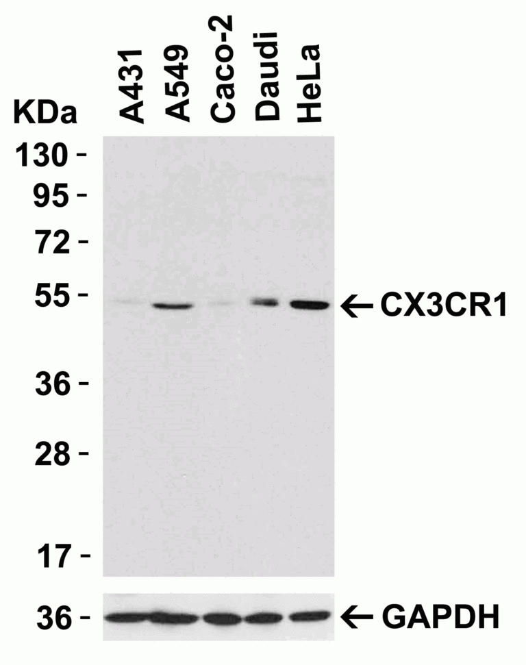 CX3CR1 Antibody