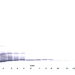 To detect mCXCL16 by Western Blot analysis this antibody can be used at a concentration of 0.1 - 0.2 ug/ml. Used in conjunction with compatible secondary reagents the detection limit for recombinant mCXCL16 is 1.5 - 3.0 ng/lane, under either reducing or non-reducing conditions.