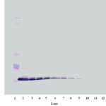 To detect hCXCL16 by Western Blot analysis this antibody can be used at a concentration of 0.1- 0.2 ug/ml. Used in conjunction with compatible secondary reagents the detection limit for recombinant hCXCL16 is 1.5-3.0 ng/lane, under either reducing or non-reducing conditions.