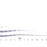 To detect mCXCL16 by Western Blot analysis this antibody can be used at a concentration of 0.1 - 0.2 ug/ml. Used in conjunction with compatible secondary reagents the detection limit for recombinant mCXCL16 is 1.5 - 3.0 ng/lane, under either reducing or non-reducing conditions.