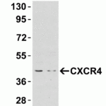 <strong>Figure 3 Validation with CXCR4 siRNA Knockdown in HeLa Cells</strong><br> HeLa cells were transfected with control siRNAs (lane 1) or CXCR4 siRNAs (lane 2) Loading: 10 μg of HeLa whole cell lysates per lane. Antibodies: 1009 (2 μg/mL), 1 h incubation at RT in 5% NFDM/TBST. Secondary: Goat anti-rabbit IgG HRP conjugate at 1:10000 dilution.