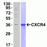 <strong>Figure 5 Recombinant Protein Test </strong><br> Loading: CXCR4 partial recombinant protein (Novus Biologicals, Cat# H00007852-Q01). Lane 1: Anti-CXCR4 antibody (0.1 μg/mL) 1 h incubation at RT in 5% NFDM/TBST. Lane 2: Coomassie blue staining. Secondary: Goat anti-rabbit IgG HRP conjugate at 1:10000 dilution.