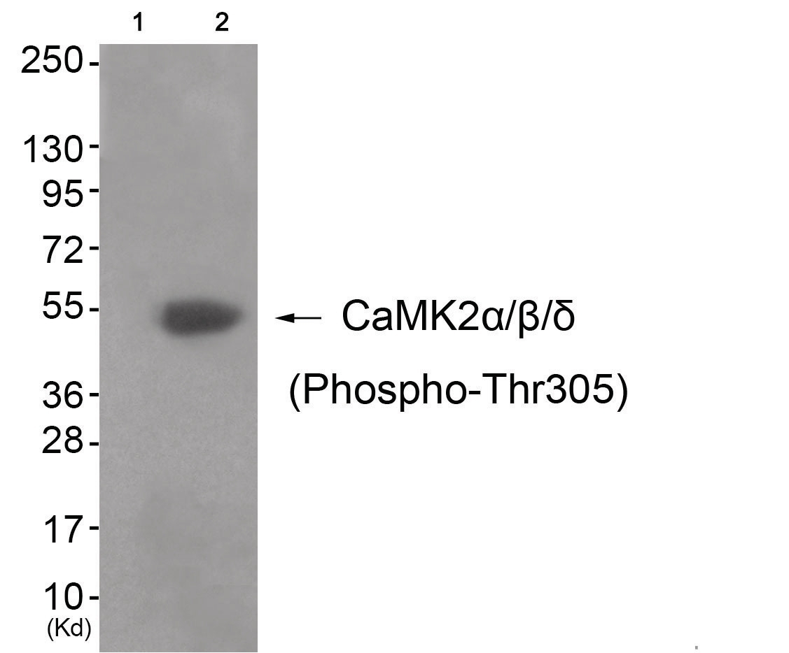 CaMK2 alpha/beta/delta (phospho Thr305) Antibody