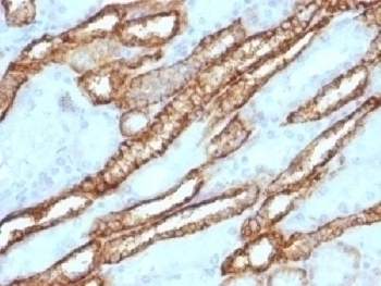 Cadherin 16 Antibody