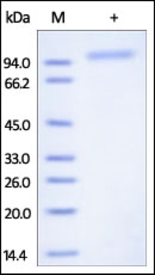 Cadherin 6 Recombinant Protein