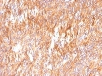 Calnexin Antibody [CANX/1541]