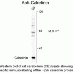 Western blot of rat cerebellum (CB) lysate showing specific immunolabeling of the ~29k calretinin protein.