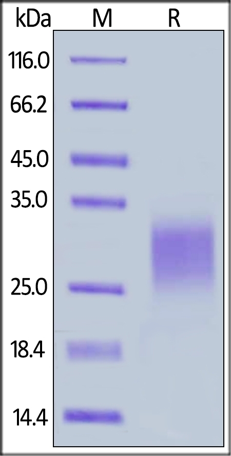 Canine TIGIT Recombinant Protein