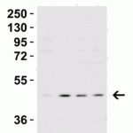 <strong>Figure 2 Western Blot Validation in Human Cell Lines</strong><br>Loading: 15 μg of lysates per lane.Antibodies:  Caspase 9, 2071 (1 μg/mL)),  1h incubation at RT  in 5% NFDM/TBST.Secondary: Goat anti-rabbit IgG HRP conjugate at 1:10000 dilution.