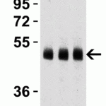 <strong>Figure 3 Western Blot Validation in Human Heart</strong><br>Loading: 15 μg of lysates per lane.Antibodies:  Caspase 9, 2071,  1h incubation at RT  in 5% NFDM/TBST.Secondary: Goat anti-rabbit IgG HRP conjugate at 1:10000 dilution.Lane 1: 1 μg/mLLane 2: 2 μg/mLLane 3: 4 μg/mL