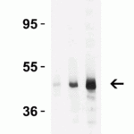 <strong>Figure 4 Western Blot Validation in HeLa Cell Lysate</strong><br>Loading: 15 μg of lysates per lane.Antibodies: Caspase 9, 2071 (Lane 1: 0.5 μg/mL; Lane 2: 1 μg/mL and Lane 3: 2 μg/mL) , 1h incubation at RT in 5% NFDM/TBST.Secondary: Goat anti-rabbit IgG HRP conjugate at 1:10000 dilution.
