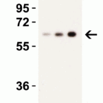 <strong>Figure 6 Western Blot Validation in Rat Spleen Tissue</strong><br>Loading: 15 μg of lysates per lane.Antibodies: Caspase 9, 2071 (Lane 1: 0.5 μg/mL; Lane 2: 1 μg/mL and Lane 3: 2 μg/mL), 1h incubation at RT in 5% NFDM/TBST.Secondary: Goat anti-rabbit IgG HRP conjugate at 1:10000 dilution.