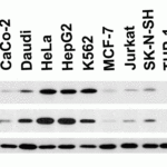 <strong>Figure 1 Independent Antibody Validation (IAV) via Protein Expression Profile in Human Cell Lines</strong><br>Loading: 15 μg of lysates per lane.Antibodies: Caspase 9, 2071 (1 μg/mL), Caspase 9, 2073 (1 μg/mL) and beta-actin (1.5 μg/mL),  1h incubation at RT  in 5% NFDM/TBST.Secondary: Goat anti-rabbit IgG HRP conjugate at 1:10000 dilution.