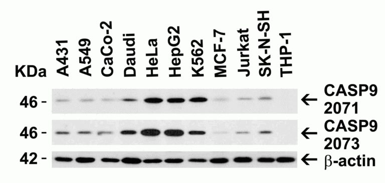 Caspase-9 Antibody