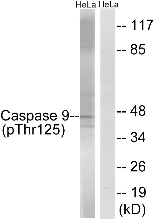 Caspase 9 (phospho Thr125) Antibody