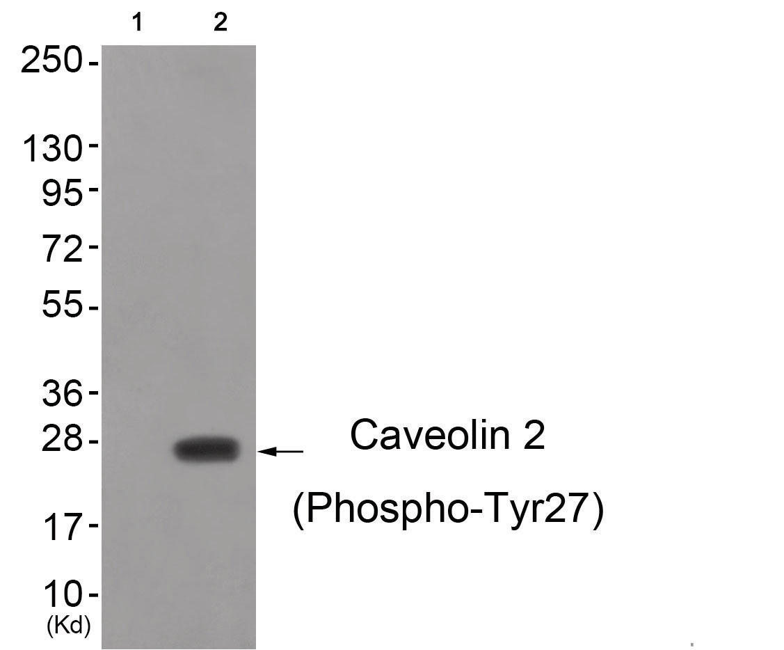 Caveolin 2 (phospho Tyr27) Antibody