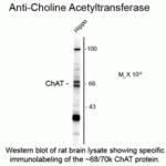 Western blot of rat brain lysate showing specific immunolabeling of the ~68/70k ChAT protein.