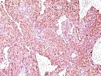 Chromogranin A Antibody [SPM585]