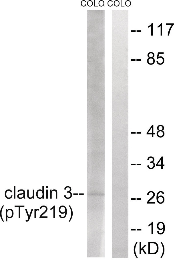 Claudin 3 (phospho Tyr219) Antibody