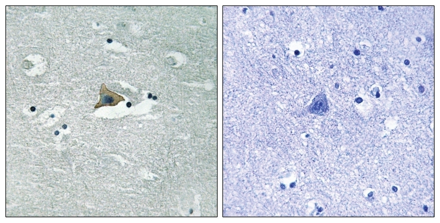 Claudin 5 (phospho Tyr217) Antibody