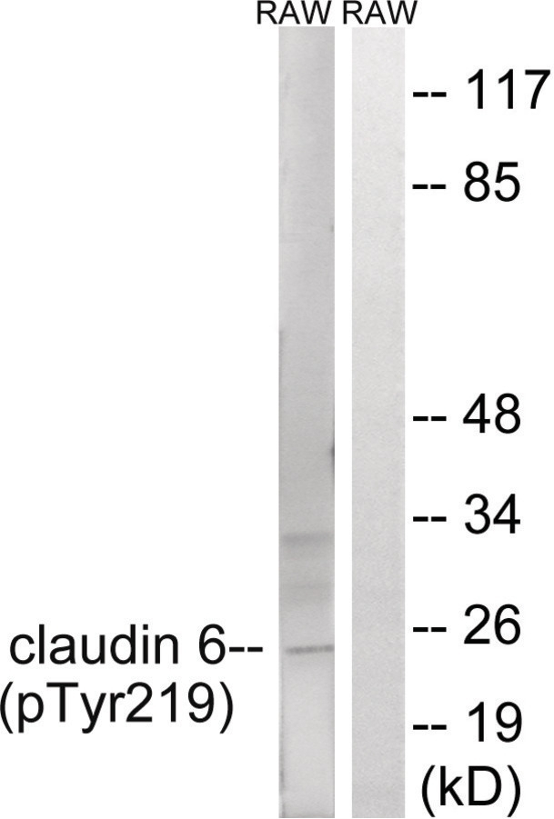 Claudin 6 (phospho Tyr219) Antibody