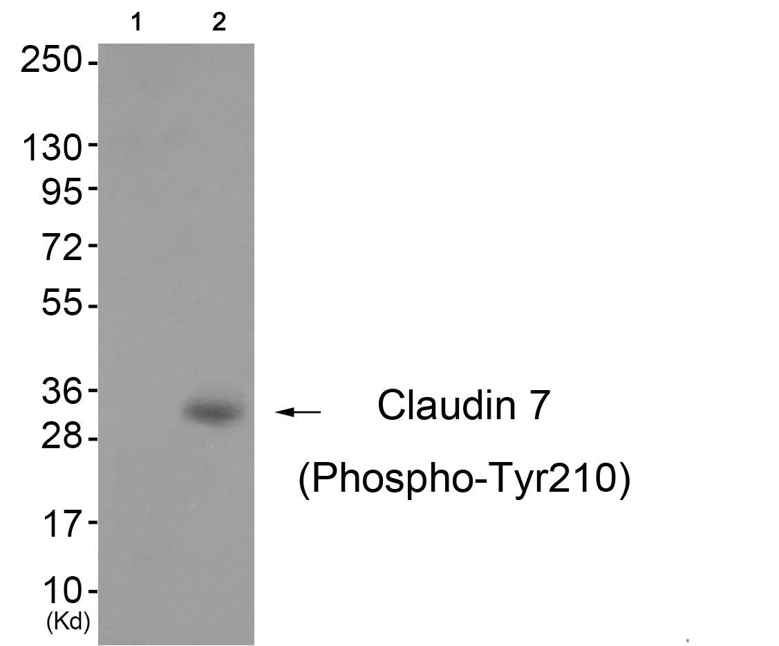 Claudin 7 (phospho Tyr210) Antibody